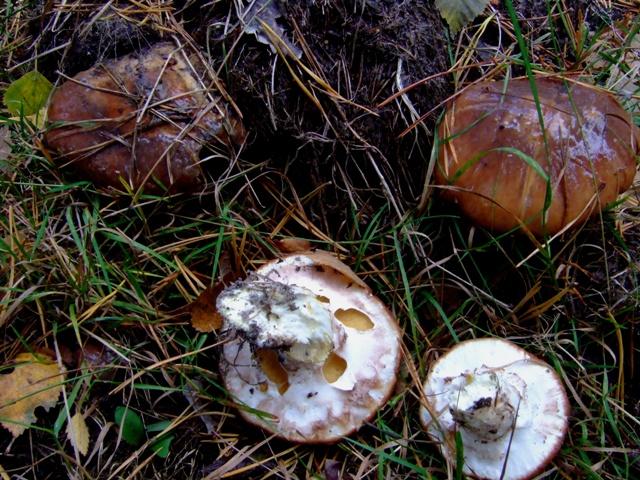 2008 10  Myco avec l 'ANY 13